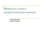 Минисателлиты в эукариотических геномах - slide 1