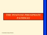 THE PENTOSE PHOSPHATE PATHWAY - slide 1