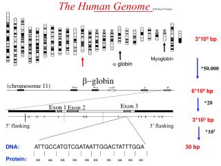 The Human Genome (Harding &amp; Sanger)