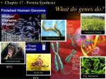 What do genes do? - slide 1