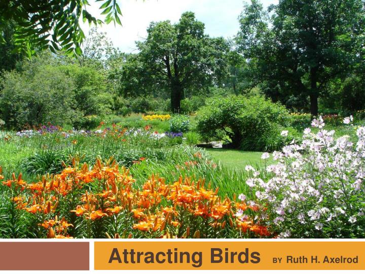 attracting birds by ruth h axelrod