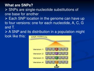 What are SNPs? SNPs are single-nucleotide substitutions of one base for another