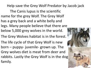 Help save the Grey Wolf Predator by Jacob jack