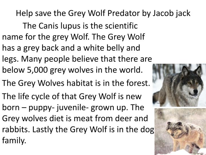help save the grey wolf predator by jacob jack