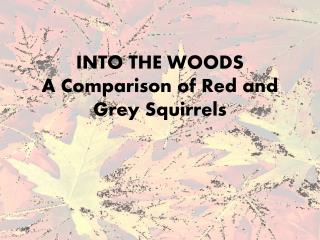 INTO THE WOODS A Comparison of Red and Grey Squirrels