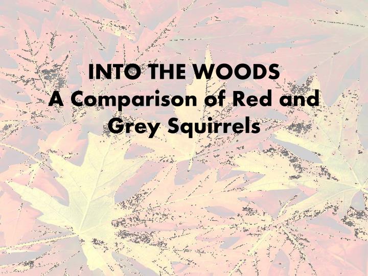 into the woods a comparison of red and grey squirrels