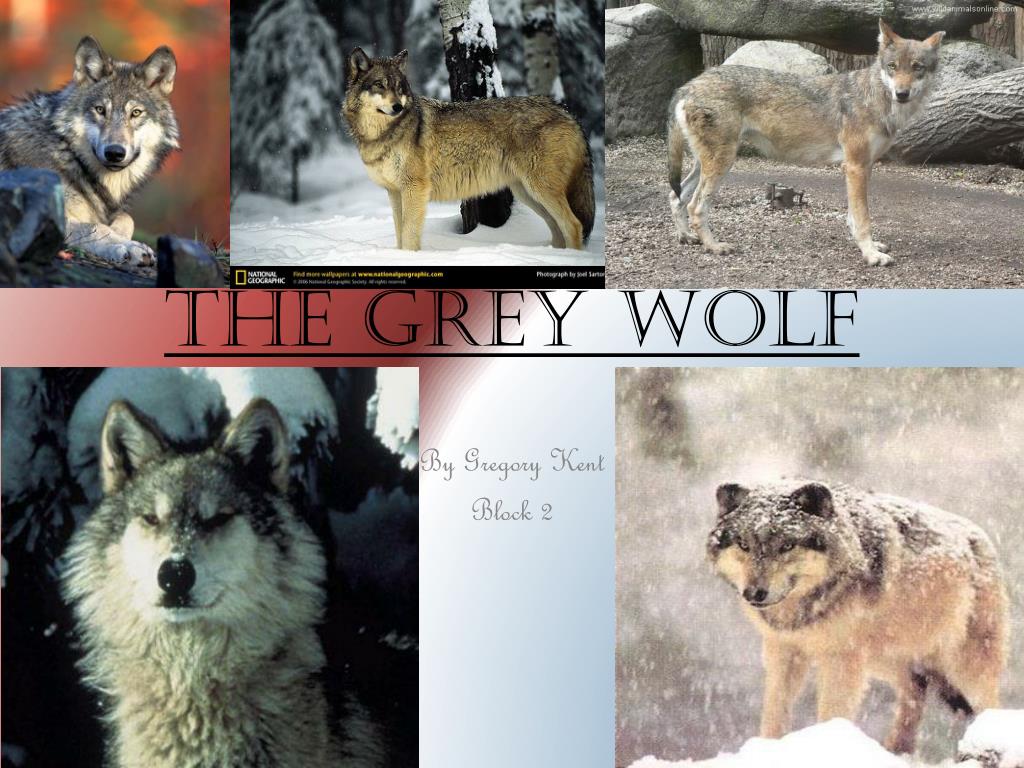 PPT - The Grey Wolf PowerPoint Presentation, free download - ID:3581301
