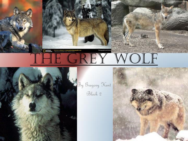 the grey wolf