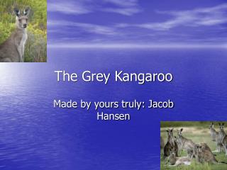 The Grey Kangaroo