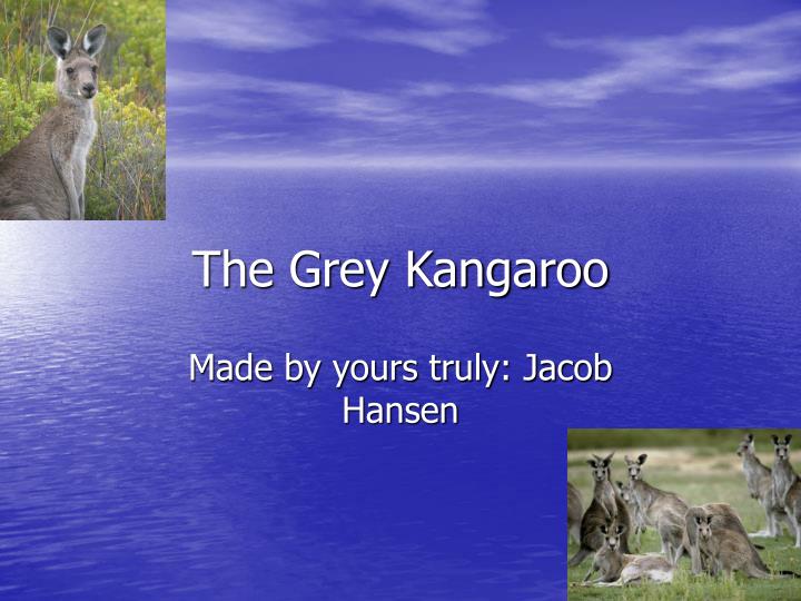 the grey kangaroo