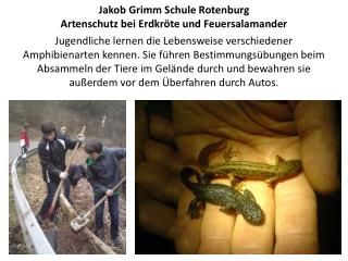 Jakob Grimm Schule Rotenburg Artenschutz bei Erdkröte und Feuersalamander