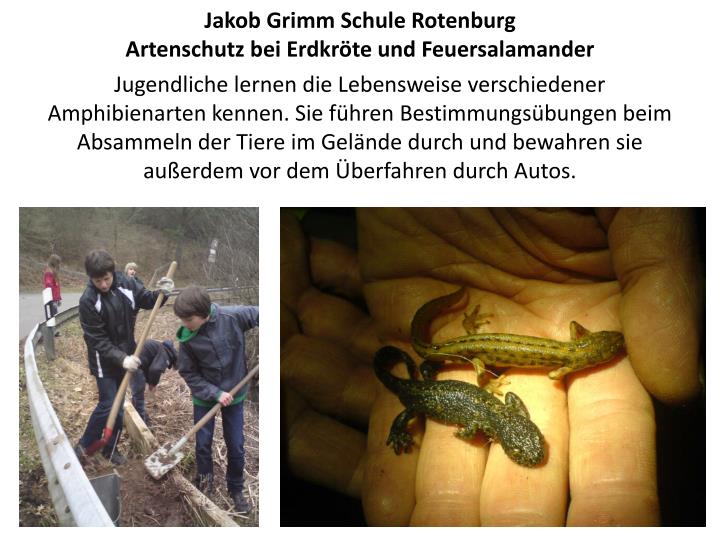 jakob grimm schule rotenburg artenschutz bei erdkr te und feuersalamander