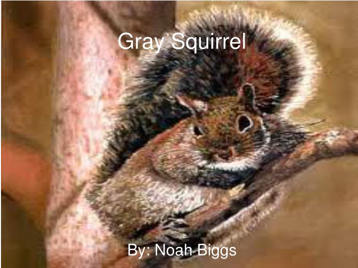 gray squirrel