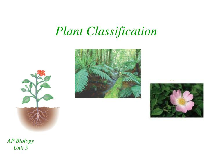 plant classification
