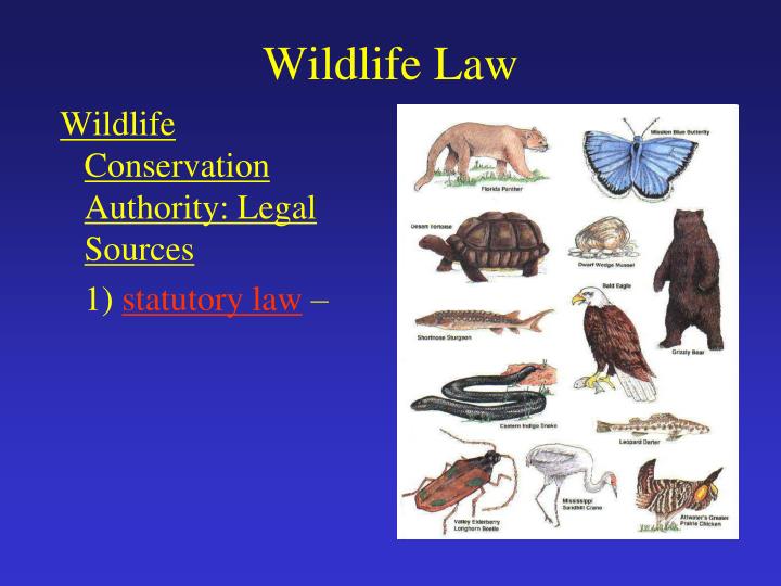 wildlife law