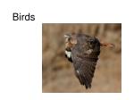 Birds - slide 1