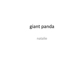 giant panda