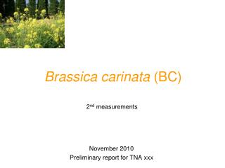 Brassica carinata (BC)