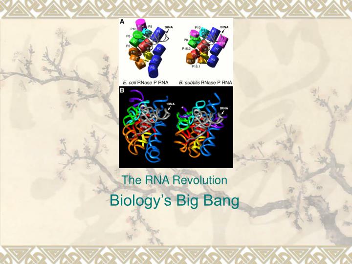the rna revolution biology s big bang
