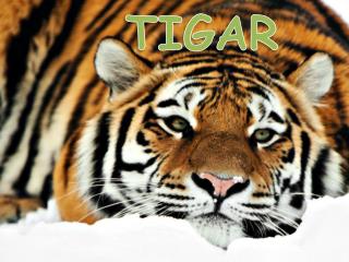 TIGAR