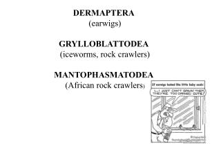 DERMAPTERA (earwigs) GRYLLOBLATTODEA (iceworms, rock crawlers) MANTOPHASMATODEA