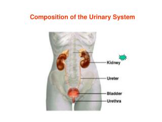 Composition of the Urinary System