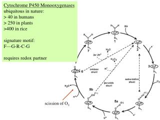 Cytochrome P450 Monooxygenases ubiquitous in nature: &gt; 40 in humans &gt; 250 in plants &gt;400 in rice