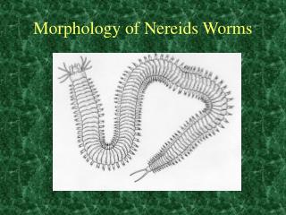 Morphology of Nereids Worms