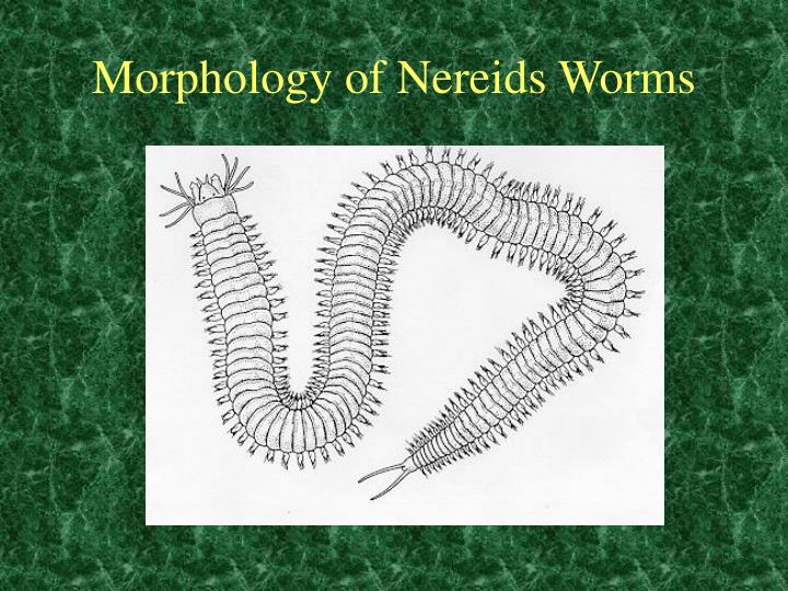 morphology of nereids worms