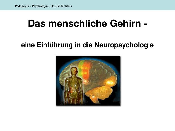 das menschliche gehirn eine einf hrung in die neuropsychologie