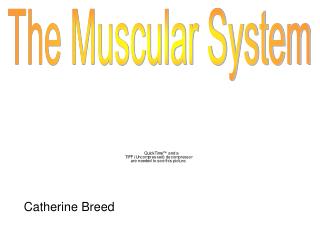 The Muscular System