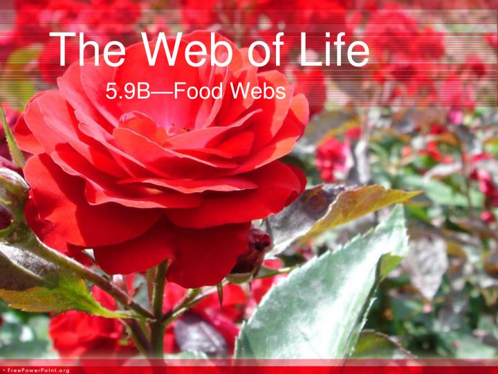 the web of life