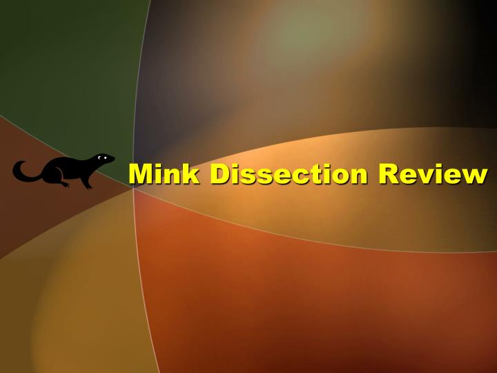 mink dissection review