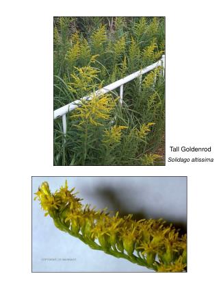 Tall Goldenrod Solidago altissima