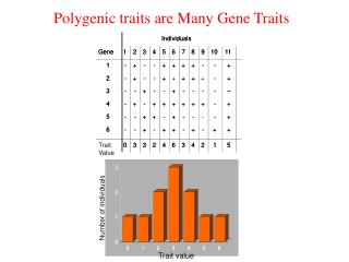 Polygenic traits are Many Gene Traits