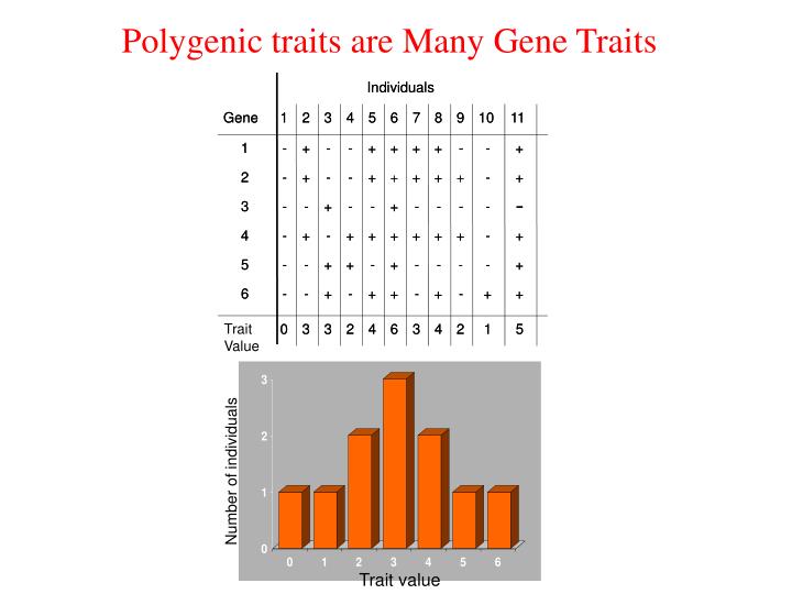 polygenic traits are many gene traits