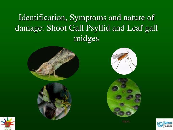 identification symptoms and nature of damage shoot gall psyllid and leaf gall midges