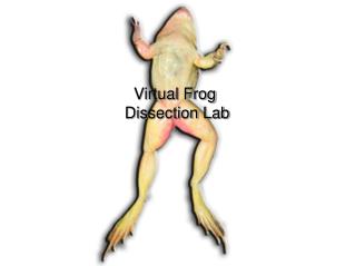 Virtual Frog Dissection Lab