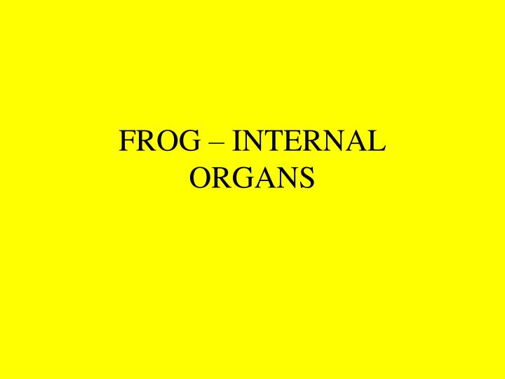 frog internal organs