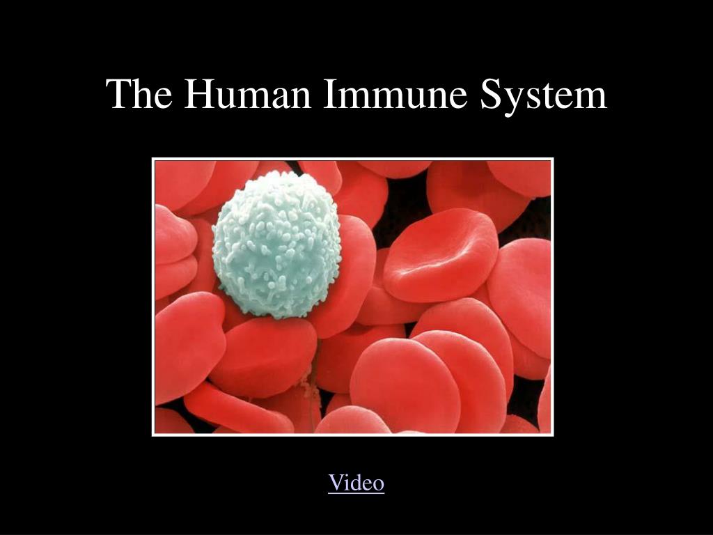 PPT - The Human Immune System PowerPoint Presentation, free download ...