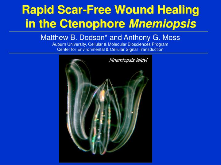 rapid scar free wound healing in the ctenophore mnemiopsis