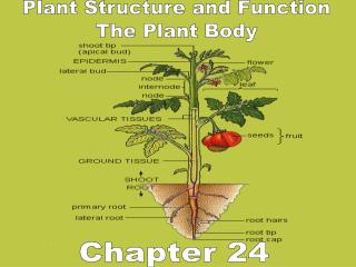 Plant Structure and Function The Plant Body