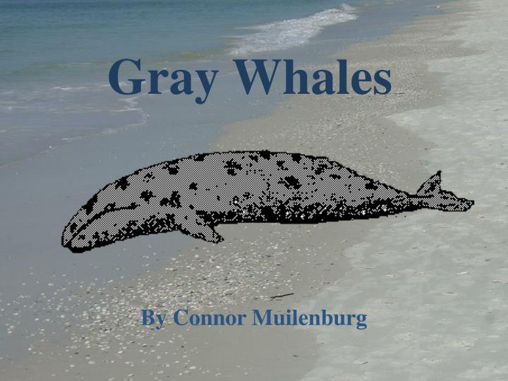 gray whales