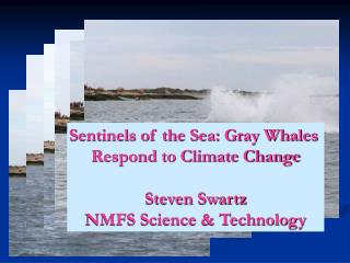 Sentinels of the Sea: Gray Whales Respond to Climate Change Steven Swartz