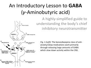 An Introductory Lesson to GABA ( ? - Aminobutyric acid)
