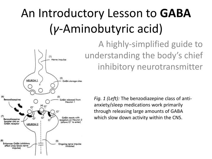 an introductory lesson to gaba aminobutyric acid