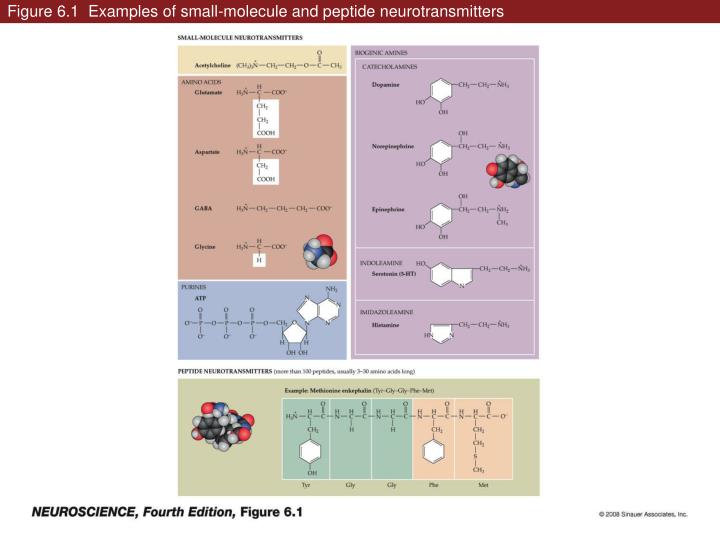 figure 6 1 examples of small molecule and peptide neurotransmitters