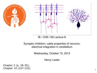 Bi / CNS 150 Lecture 8 Synaptic inhibition; cable properties of neurons;