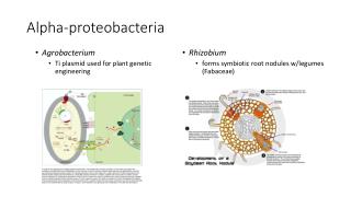 Alpha- proteobacteria