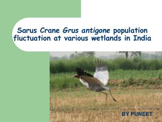 Sarus Crane Grus antigone population fluctuation at various wetlands in India